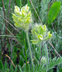 Oxytropis pilosa