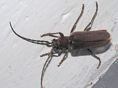 Africophanes amicus
