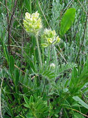 Oxytropis pilosa