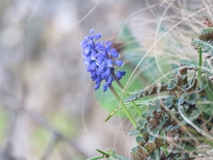 Muscari