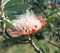 Protea caffra caffra