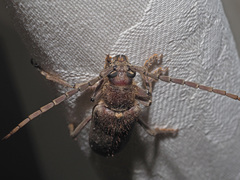 Africophanes amicus