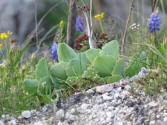 Hylotelephium caucasicum