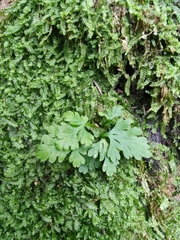 Anogramma leptophylla