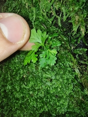 Anogramma leptophylla