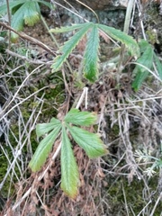 Potentilla humifusa