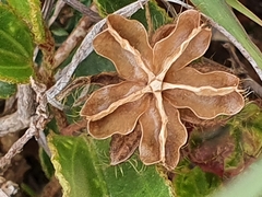 Hibiscus aethiopicus