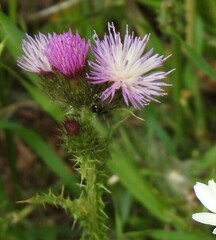 Carduus pycnocephalus