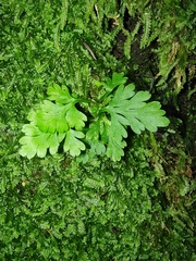 Anogramma leptophylla