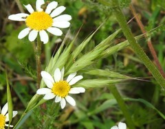 Bromus hordeaceus