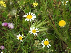 Carduus pycnocephalus