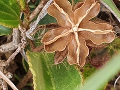 Hibiscus aethiopicus