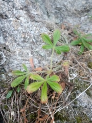 Potentilla humifusa