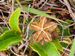 Hibiscus aethiopicus