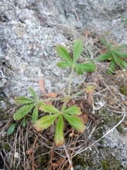 Potentilla humifusa