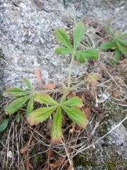 Potentilla humifusa