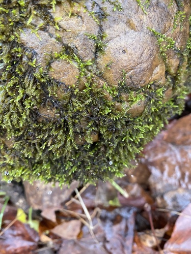 Hygroamblystegium humile, 2022-12-07
