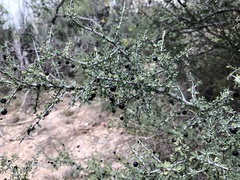 Condalia spathulata