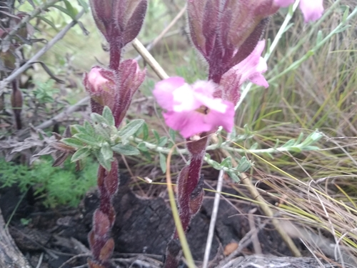 Image of Harveya pauciflora by (c) De Waal Hugo, some rights reserved (CC BY)