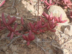 Crassula pubescens