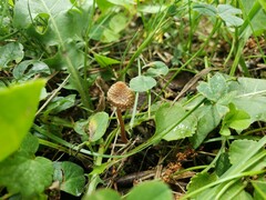 Inocybe subfulva