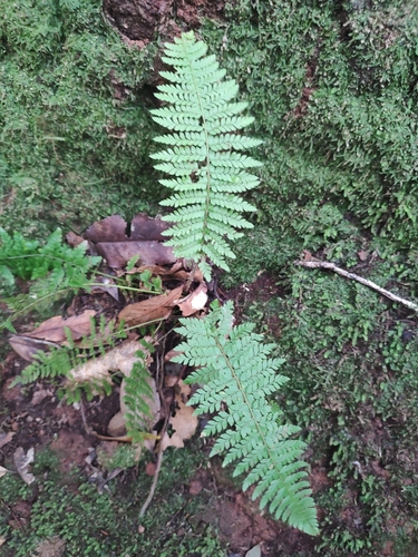 Polystichum setiferum image