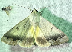 Ophiusa dianaris