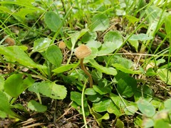 Inocybe subfulva