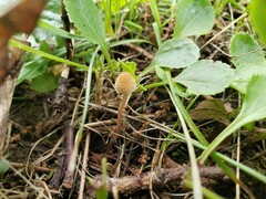 Inocybe subfulva