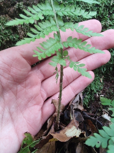 Polystichum image