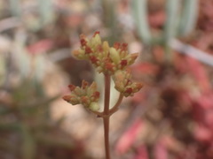 Crassula pubescens