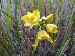 Orthochilus tabularis