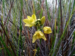 Orthochilus tabularis