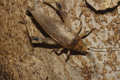 Oecanthidae