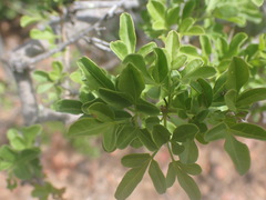 Searsia longispina