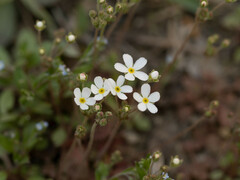 Androsace umbellata