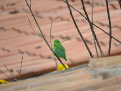 Forpus xanthopterygius