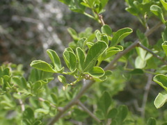 Searsia longispina