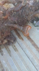 Schizoporella errata