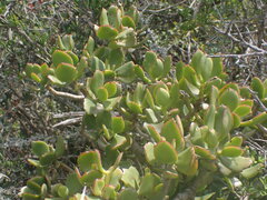 Crassula ovata