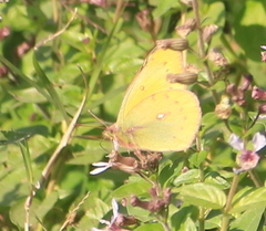 Colias lesbia