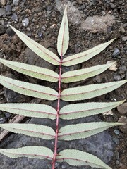 Zanthoxylum ailanthoides