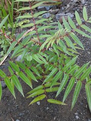 Zanthoxylum ailanthoides