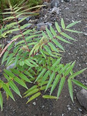 Zanthoxylum ailanthoides