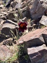 Salpiglossis sinuata