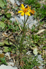 Jacobaea abrotanifolia