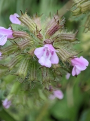 Clinopodium