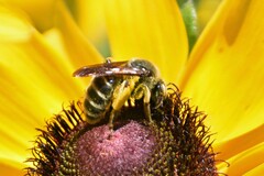 Andrena rudbeckiae
