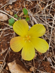 Hibiscus aethiopicus