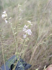 Astragalus austriacus